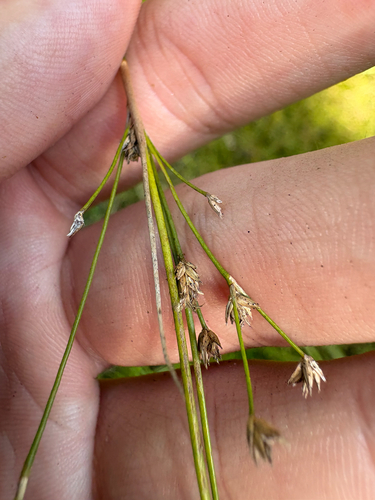 Juncus acuminatus, photograph 4