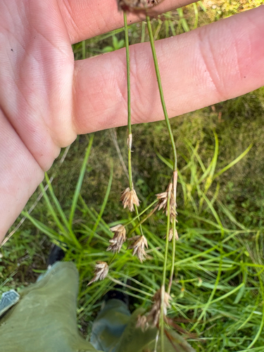 Juncus acuminatus, photograph 5