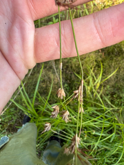 Juncus acuminatus, photograph author not stated, no rights reserved