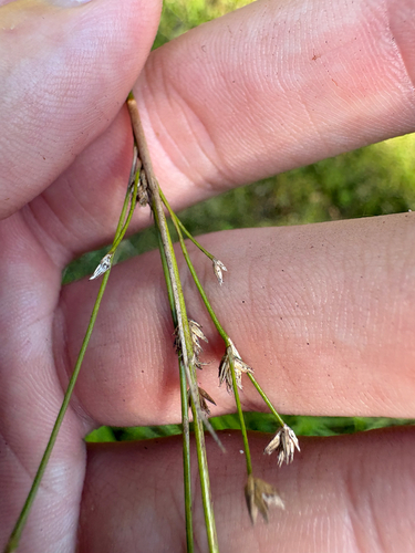 Juncus acuminatus, photograph 3