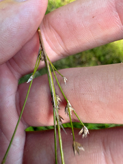 Juncus acuminatus, photograph author not stated, no rights reserved