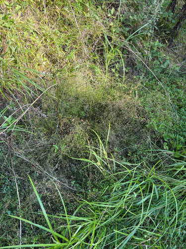 Juncus acuminatus, photograph 2