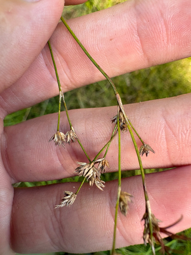 Juncus acuminatus, photograph 6