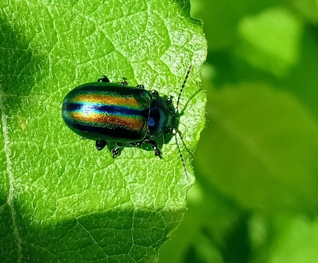 Oreina alpestris