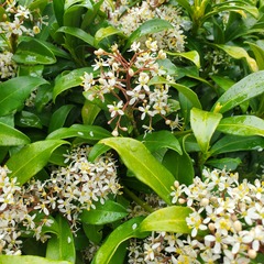Olearia avicenniifolia