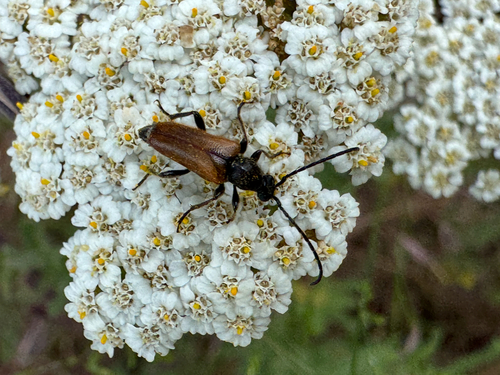 Fairy-ring Longhorn Beetle