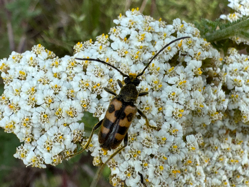 Judolia erratica