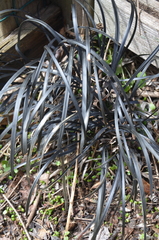 Ophiopogon planiscapus