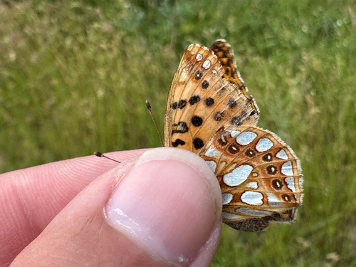 Queen of Spain Fritillary