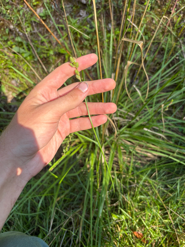 Carex longii, photograph 4