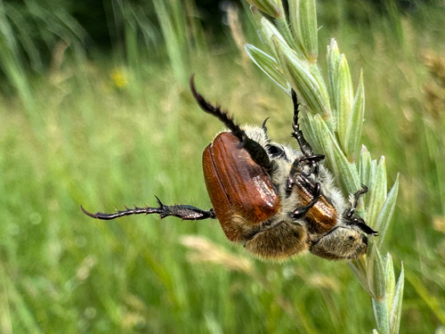 Chaetopteroplia segetum