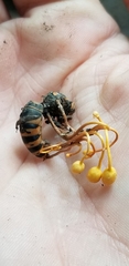 Ophiocordyceps sphecocephala