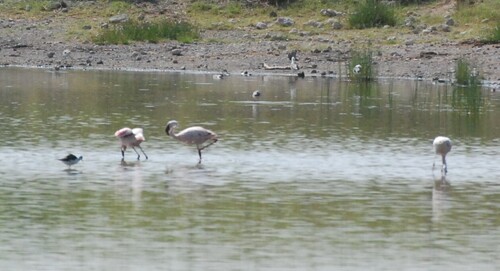 iNaturalist image
