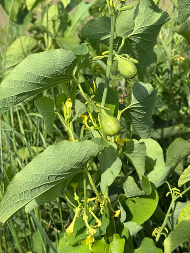 Birthwort