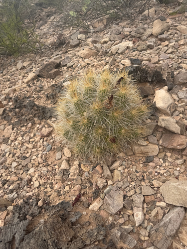 strawberry hedgehog cactus