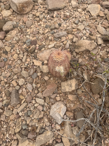 New Mexico Rainbow Cactus