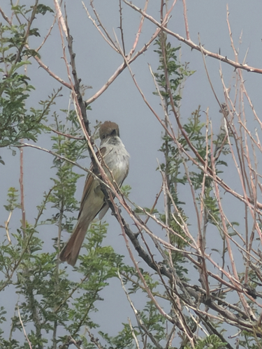 Ash-throated Flycatcher