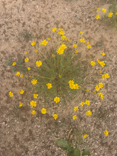 Parralena