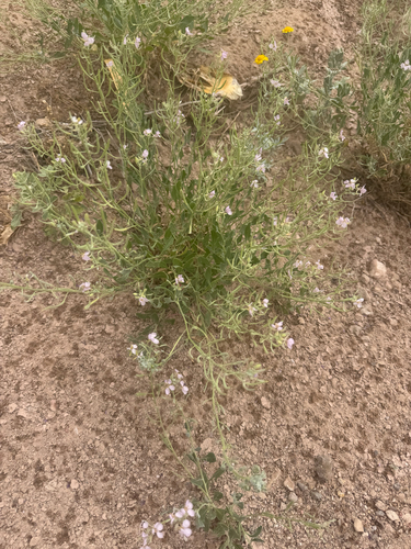 Bicolor Fanmustard