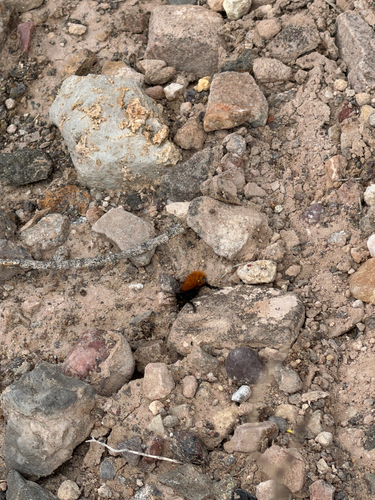 Dasymutilla vestita