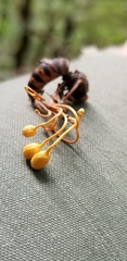 Ophiocordyceps sphecocephala