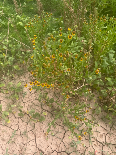 Smallhead Sneezeweed
