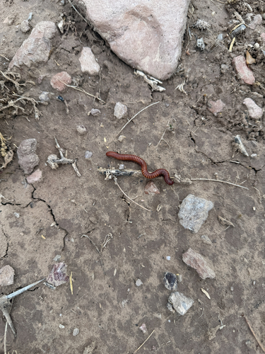 Desert Millipede
