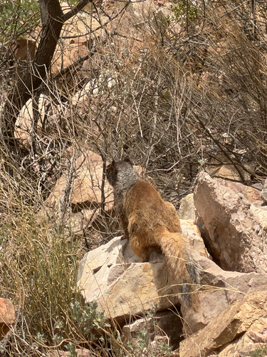 Rock Squirrel