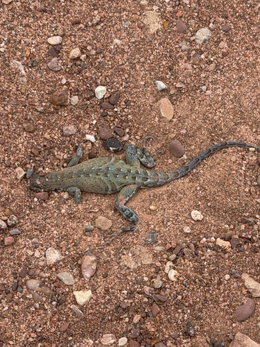Greater Earless Lizard