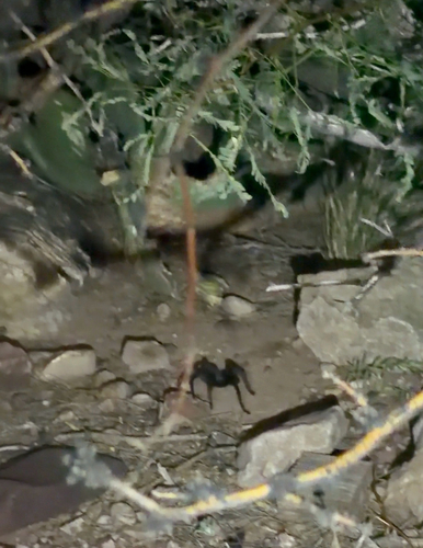 Aphonopelma