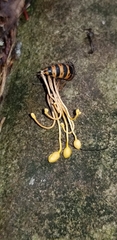 Ophiocordyceps sphecocephala