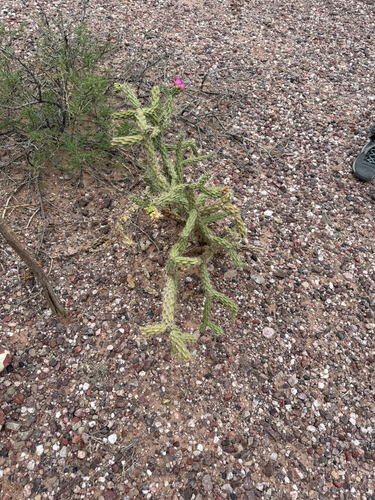 tree cholla