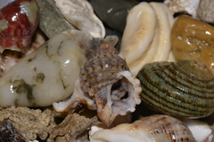 Turritriton labiosus