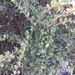 Gymnosporia buxifolia - Photo (c) teyounce, μερικά δικαιώματα διατηρούνται (CC BY-NC), uploaded by teyounce