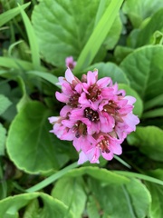 Bergenia crassifolia