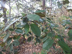 Chrysophyllum oliviforme