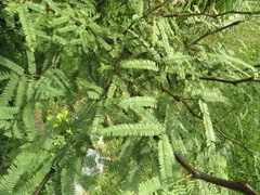 Prosopis alba