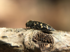 Acmaeodera