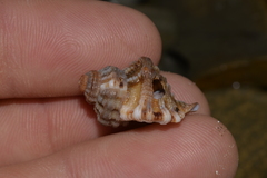 Turritriton labiosus