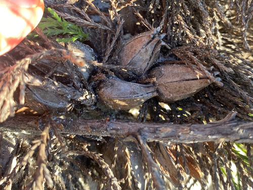 Actinostrobus acuminatus, 2026-07-12