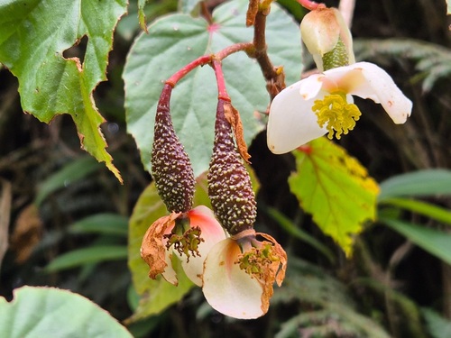 Begonia meyeri-johannis