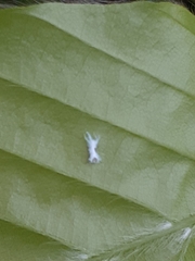 Phyllaphis fagi