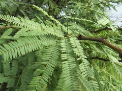 Prosopis alba