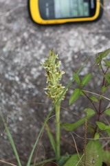 Dichromanthus michuacanus