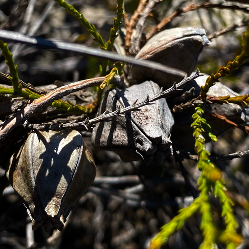 Actinostrobus acuminatus, 2026-07-12