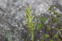 Dichromanthus michuacanus