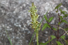 Dichromanthus michuacanus