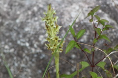 Dichromanthus michuacanus