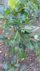 Psychotria capensis capensis