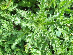 Cirsium arvense